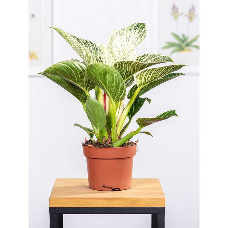 Filodendron 'Birkin'