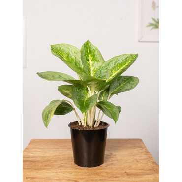Aglaonema 'Lemon Mint' | Mała