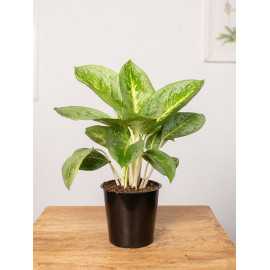 Aglaonema 'Lemon Mint' | Mała