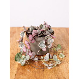 Ceropegia woodii 'Variegata' | Tomaszewski