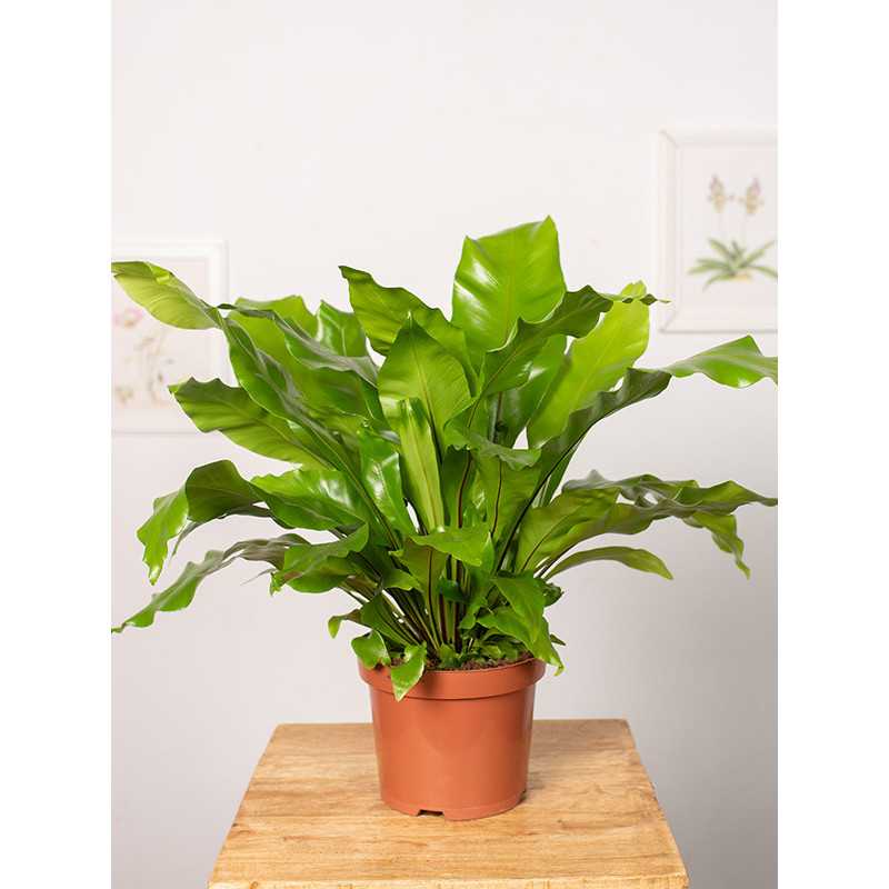 Asplenium nidus | Duży