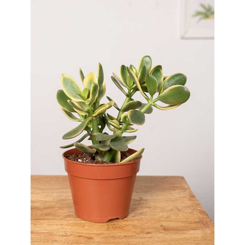 Grubosz Variegata | Mały