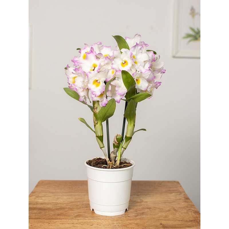 Dendrobium szlachetne