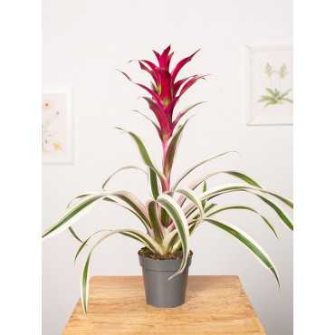 Guzmania 'Purple & Stripes'