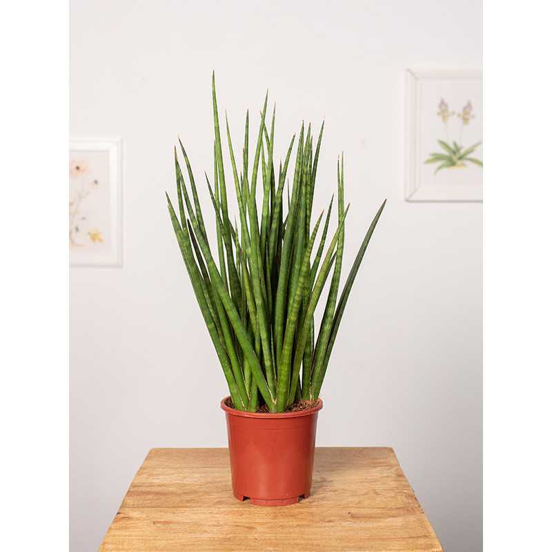 Sansewieria 'Spiky'