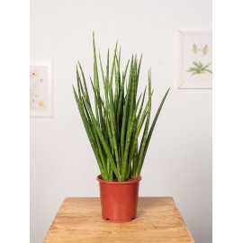 Sansewieria 'Spiky'