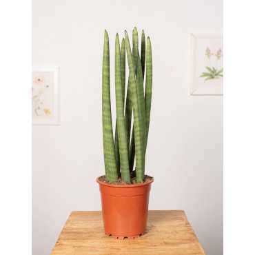 Sansewieria 'Straight'