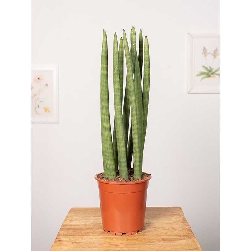 Sansewieria 'Straight'