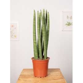 Sansewieria 'Straight'