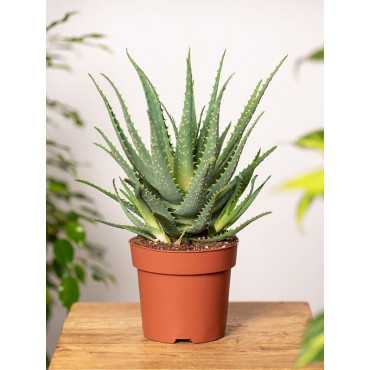 Aloes drzewiasty Aloes drzewiasty