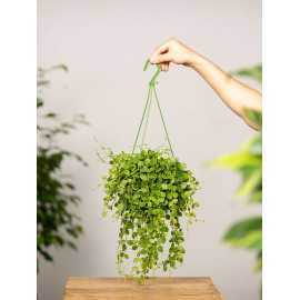 Dischidia okrągłolistna