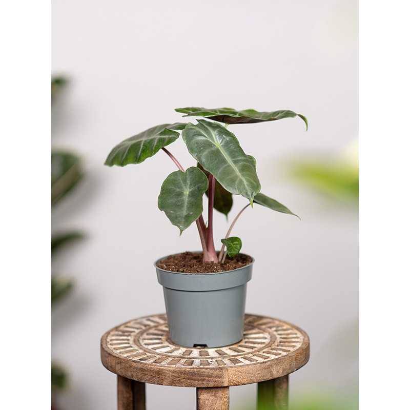 Alokazja 'Pink Dragon' | Mała