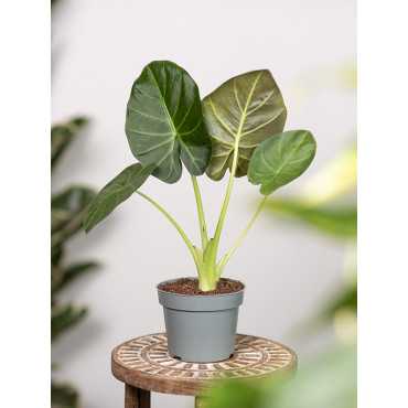 Alokazja 'Regal Shields' | Mała