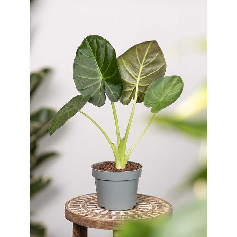 Alokazja 'Regal Shields' | Mała