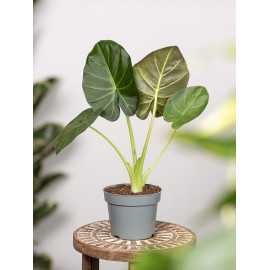 Alokazja 'Regal Shields' | Mała