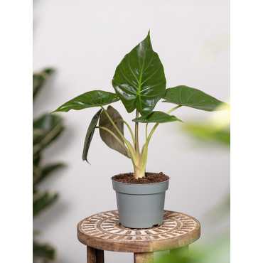 Alokazja wentii | Mała