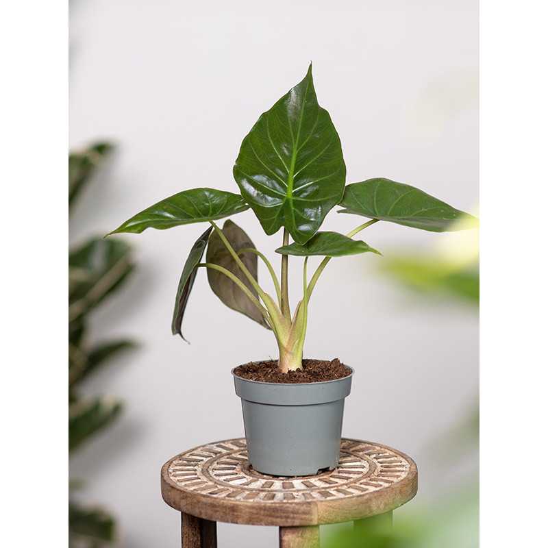 Alokazja wentii | Mała