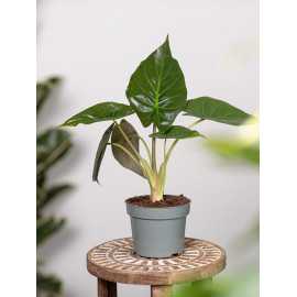 Alokazja wentii | Mała