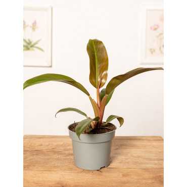 Filodendron 'Autumn' | Mały