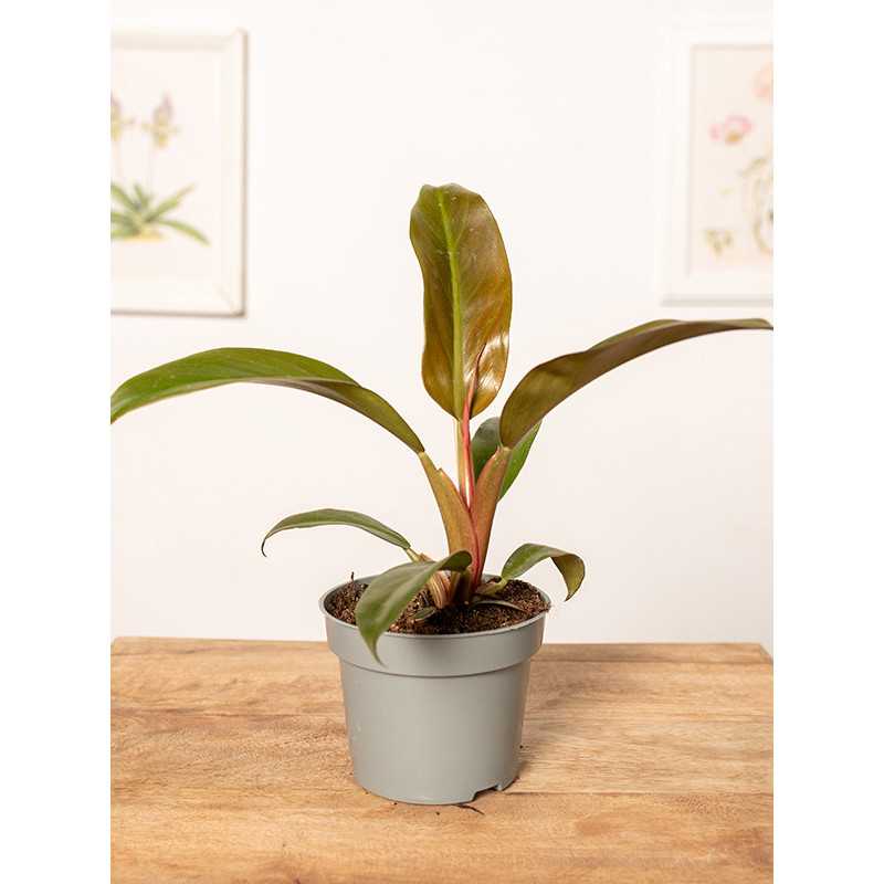 Filodendron 'Autumn' | Mały