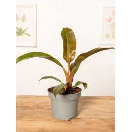 Filodendron 'Autumn' | Mały