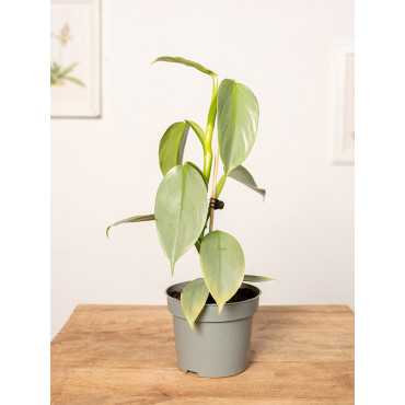 Filodendron 'Silver Queen' | Mały