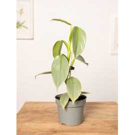 Filodendron 'Silver Queen' | Mały