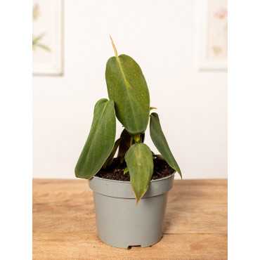 Filodendron gigas | Mały