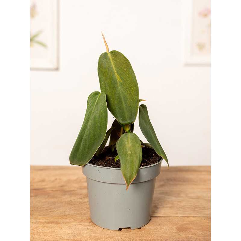 Filodendron gigas | Mały