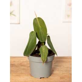 Filodendron gigas | Mały