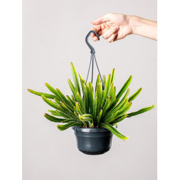 Hylocereus undatus | Pitaja