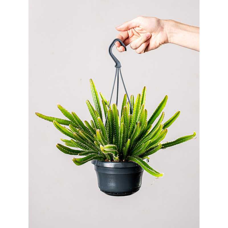 Hylocereus undatus | Pitaja