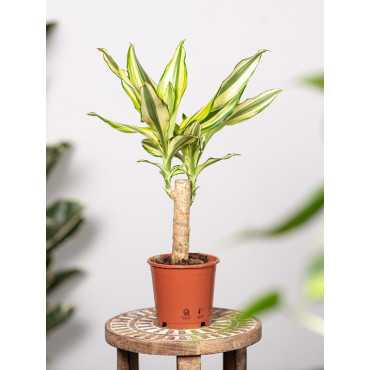 Dracena 'Yellow Coast' | Mała