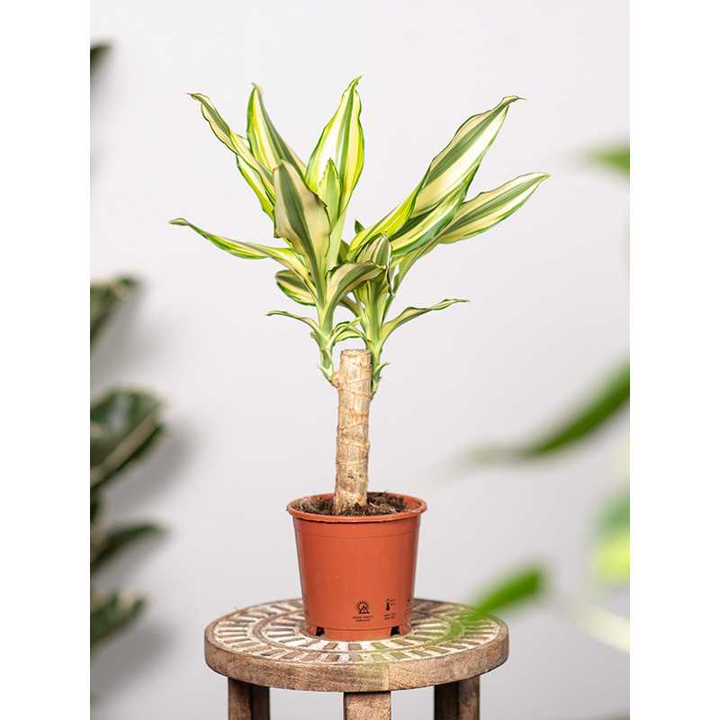 Dracena 'Yellow Coast' | Mała