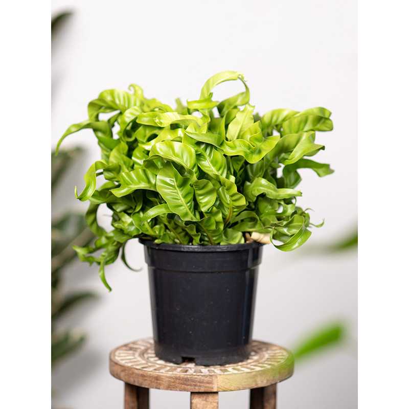 Asplenium 'Hurricane'