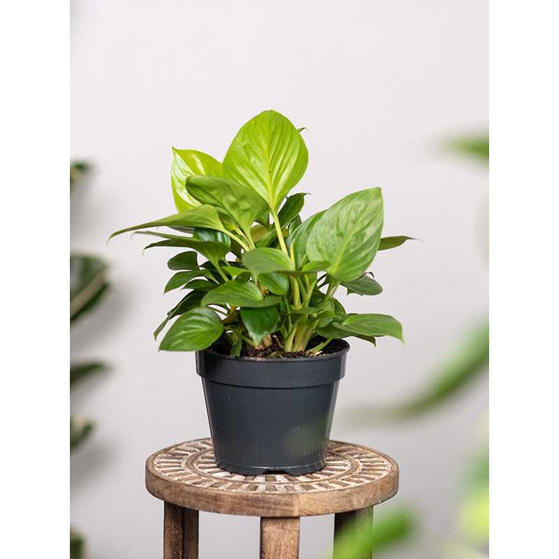 Homalomena 'Emerald Gem'