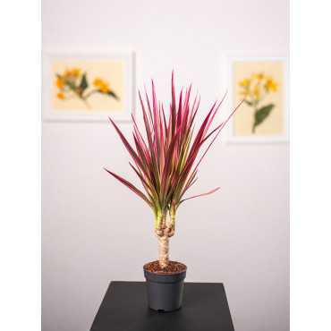Dracena 'Colorama' | 1 Pęd