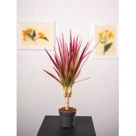 Dracena 'Colorama' | 1 Pęd