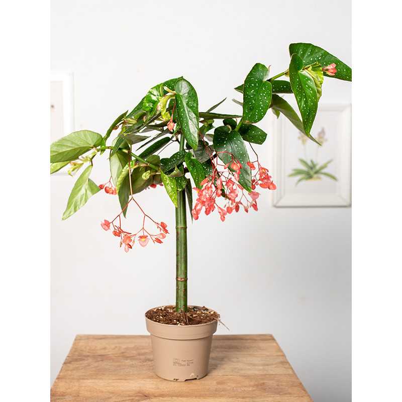 Begonia 'Tamaya'