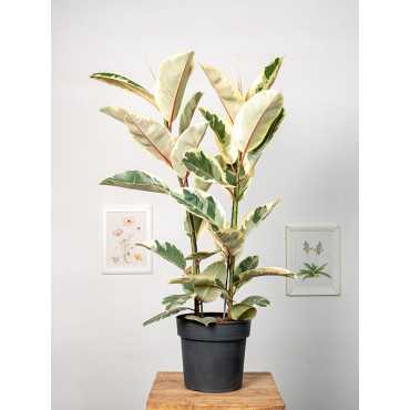 Fikus 'Tineke' | 2 pędy