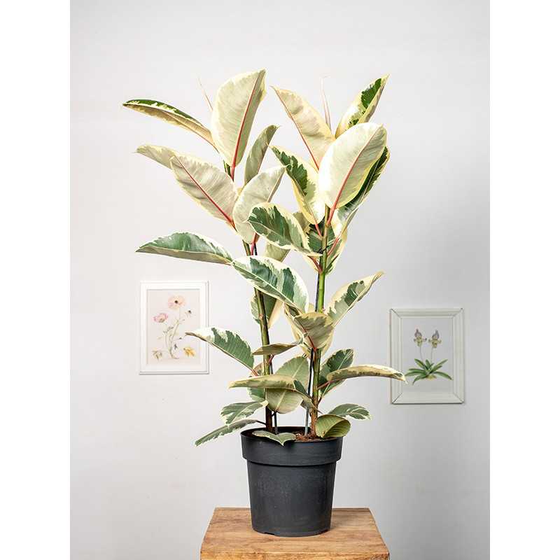 Fikus 'Tineke' | 2 pędy