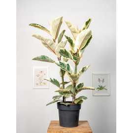 Fikus 'Tineke' | 2 pędy