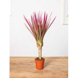 Dracena 'Colorama' | 1 Pęd