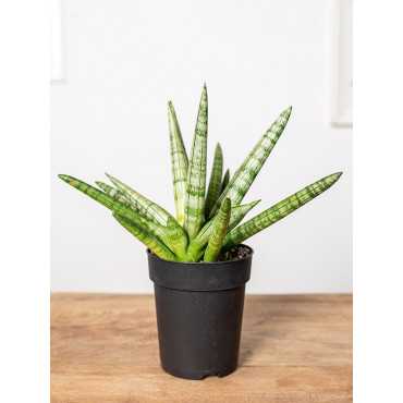 Sansewieria 'Tiara Platinum'