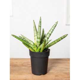 Sansewieria 'Tiara Platinum'