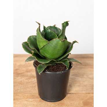 Sansewieria 'Star Rose'