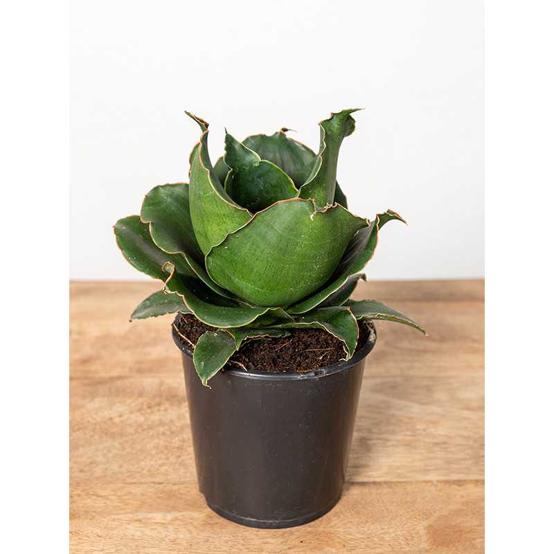 Sansewieria 'Star Rose'