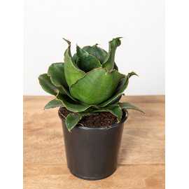 Sansewieria 'Star Rose'