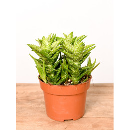 Aloes squarrosa | Mały