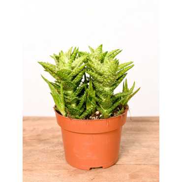 Aloes squarrosa | Mały